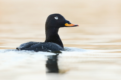 <i class='fa fa-user'></i> thijsglastra |   Grote Zee-eend  <i class='fa fa-eye'> 379</i>  <i class='fa fa-thumbs-up'> 34</i>   <i class='fa fa-comment-o'> 13</i>