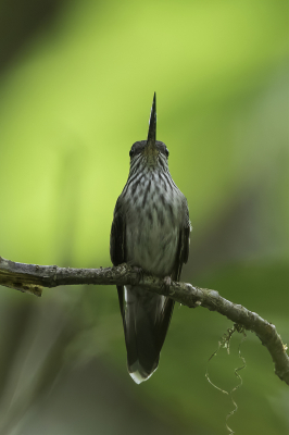 <i class='fa fa-user'></i> Paul van Giersbergen |   Tandsnavelkolibrie  <i class='fa fa-eye'> 107</i>   <i class='fa fa-comment-o'> 0</i>