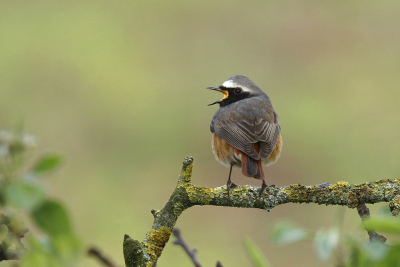 <i class='fa fa-user'></i> Gejo Wassink |   Gekraagde Roodstaart  <i class='fa fa-eye'> 105</i>  <i class='fa fa-thumbs-up'> 6</i>   <i class='fa fa-comment-o'> 18</i>