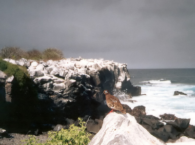 Deze soort komt alleen op de Galpagos eilanden voor, maar is daar moeilijk te spotten. Op BP staat dan ook nog geen foto van deze duif soort.
Scan van foto van dia.