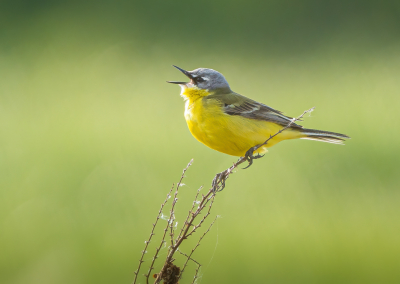 <i class='fa fa-user'></i> GerardvanDam |   Gele Kwikstaart  <i class='fa fa-eye'> 98</i>  <i class='fa fa-thumbs-up'> 3</i>   <i class='fa fa-comment-o'> 18</i>