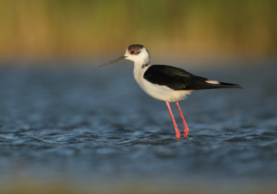 <i class='fa fa-user'></i> horneman69 |   Steltkluut  <i class='fa fa-eye'> 352</i>  <i class='fa fa-thumbs-up'> 36</i>   <i class='fa fa-comment-o'> 14</i>