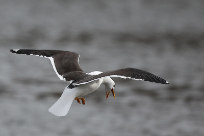 <i class='fa fa-user'></i> Alex Roetemeijer |   Kleine Mantelmeeuw  <i class='fa fa-eye'> 77</i>   <i class='fa fa-comment-o'> 15</i>