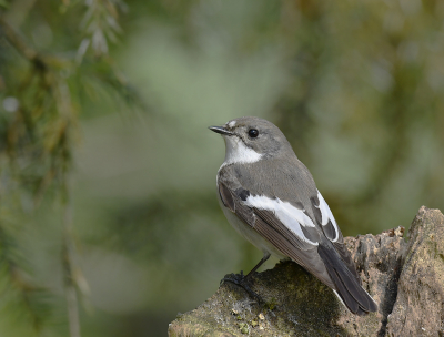 <i class='fa fa-user'></i> henkdikkers |   Bonte Vliegenvanger  <i class='fa fa-eye'> 212</i>  <i class='fa fa-thumbs-up'> 14</i>   <i class='fa fa-comment-o'> 6</i>