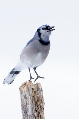 <i class='fa fa-user'></i> jan Luit |   Blauwe Gaai  <i class='fa fa-eye'> 82</i>   <i class='fa fa-comment-o'> 12</i>