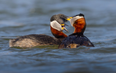 <i class='fa fa-user'></i> Ben Reitsma |   Roodhalsfuut  <i class='fa fa-eye'> 119</i>  <i class='fa fa-thumbs-up'> 9</i>   <i class='fa fa-comment-o'> 16</i>