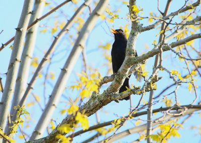 <i class='fa fa-user'></i> Ruben de Bruijn |   Merel  <i class='fa fa-eye'> 86</i>   <i class='fa fa-comment-o'> 14</i>