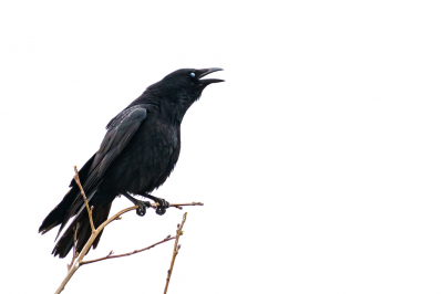 <i class='fa fa-user'></i> GeertN |   Zwarte Kraai  <i class='fa fa-eye'> 81</i>   <i class='fa fa-comment-o'> 13</i>