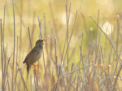 <i class='fa fa-user'></i> anevanrees |   Sprinkhaanzanger  <i class='fa fa-eye'> 98</i>  <i class='fa fa-thumbs-up'> 5</i>   <i class='fa fa-comment-o'> 19</i>