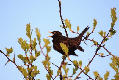 <i class='fa fa-user'></i> Mark de Bruijn |   Merel  <i class='fa fa-eye'> 78</i>   <i class='fa fa-comment-o'> 16</i>