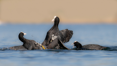 <i class='fa fa-user'></i> Van de Velde Frank |   Meerkoet  <i class='fa fa-eye'> 100</i>  <i class='fa fa-thumbs-up'> 4</i>   <i class='fa fa-comment-o'> 19</i>