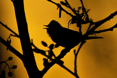 <i class='fa fa-user'></i> Ruud Scherpenisse |   Grasmus  <i class='fa fa-eye'> 88</i>  <i class='fa fa-thumbs-up'> 4</i>   <i class='fa fa-comment-o'> 15</i>