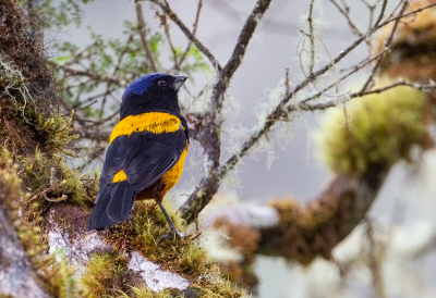 <i class='fa fa-user'></i> charlysax |   Goudrugbergtangare  <i class='fa fa-eye'> 119</i>  <i class='fa fa-thumbs-up'> 2</i>   <i class='fa fa-comment-o'> 1</i>