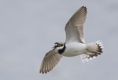 <i class='fa fa-user'></i> PeterBoers |   Kleine Plevier  <i class='fa fa-eye'> 109</i>  <i class='fa fa-thumbs-up'> 2</i>   <i class='fa fa-comment-o'> 18</i>