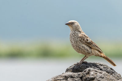 <i class='fa fa-user'></i> harrie69 |   Roodstaartwever  <i class='fa fa-eye'> 177</i>  <i class='fa fa-thumbs-up'> 2</i>   <i class='fa fa-comment-o'> 3</i>