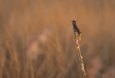 Foto voor maandopdracht.
Net voor zonsondergang, nog net niet zijn snor gedrukt voor deze foto. Een mooie stok uitgezocht met de kont in de zon na een prachtige voorjaarsdag de keel nog even flink schor gesnord.