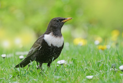 <i class='fa fa-user'></i> Krijn Dijkema |   Beflijster  <i class='fa fa-eye'> 329</i>  <i class='fa fa-thumbs-up'> 22</i>   <i class='fa fa-comment-o'> 7</i>