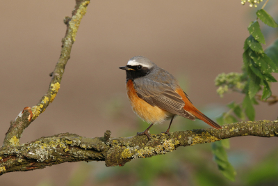 <i class='fa fa-user'></i> Gejo Wassink |   Gekraagde Roodstaart  <i class='fa fa-eye'> 281</i>  <i class='fa fa-thumbs-up'> 18</i>   <i class='fa fa-comment-o'> 12</i>