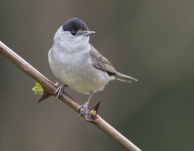 <i class='fa fa-user'></i> Hillebrand Keun |   Zwartkop  <i class='fa fa-eye'> 197</i>  <i class='fa fa-thumbs-up'> 12</i>   <i class='fa fa-comment-o'> 3</i>