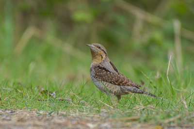 Koningsdag ben ik op zoek gegaan naar de Draaihals.
Hij zat meestentijd in de boom en in de begroeiing te foerageren. Heel geduldig gewacht tot hij weer ging foerageren langs het pad in het gras en vrij ging zitten.