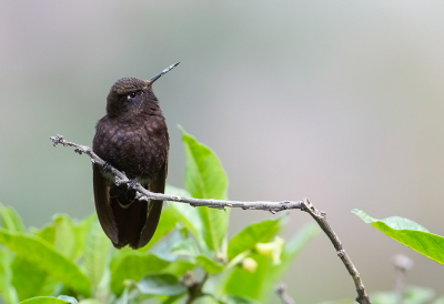 <i class='fa fa-user'></i> charlysax |   Zwarte Glansstaartkolibrie  <i class='fa fa-eye'> 110</i>  <i class='fa fa-thumbs-up'> 4</i>   <i class='fa fa-comment-o'> 1</i>