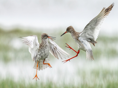 <i class='fa fa-user'></i> Loes Belovics |   Tureluur  <i class='fa fa-eye'> 307</i>  <i class='fa fa-thumbs-up'> 24</i>   <i class='fa fa-comment-o'> 12</i>