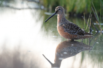 Vanmorgen vroeg rond zonsopkomst was ik in Tholen om voor het eerst de zeldzame Grote Grijze Snip te fotograferen. Het was gelukkig heel rustig. Dus een goed beschut plekje opgezocht en een half uur van de vogel genoten terwijl hij aan het foerageren was. Echt een prachtig verenkleed. De zon kwam af en toe door de wolken heen. En vanuit een onmogelijke hoek wat foto's kunnen maken, want hij zat niet helemaal ideaal voor een foto.