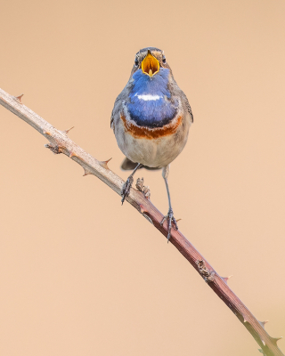 Het leek een mooie morgen te worden dus vroeg eruit en opzoek naar de Blauwborst. Ik had hem al vrij gauw gevonden dus rustig afwachten tot hij op een mooi takje ging zitten zingen. Het weer viel wat tegen, het zonnetje bleef weg en het begon steeds harder te waaien, maar gelukkig had de Blauwborst daar geen last van.

Dit was een kandidaat voor de MO maar ik had het idee dan hij wel eens onder kon sneeuwen tussen de Blauwborsten :-) Daarom heb toch voor iets anders gekozen, maar of dat wel de goede keuze is geweest.....