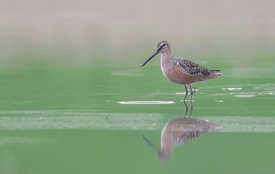 <i class='fa fa-user'></i> Leo Tukker |   Grote Grijze Snip  <i class='fa fa-eye'> 293</i>  <i class='fa fa-thumbs-up'> 4</i>   <i class='fa fa-comment-o'> 2</i>