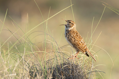 <i class='fa fa-user'></i> jules |   Duponts Leeuwerik  <i class='fa fa-eye'> 239</i>  <i class='fa fa-thumbs-up'> 1</i>   <i class='fa fa-comment-o'> 5</i>