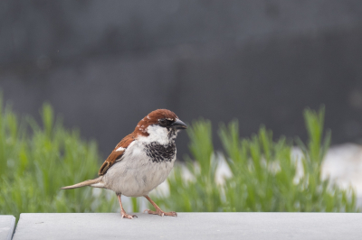 <i class='fa fa-user'></i> Gert-Jan Cromwijk |   Italiaanse Mus  <i class='fa fa-eye'> 246</i>   <i class='fa fa-comment-o'> 2</i>