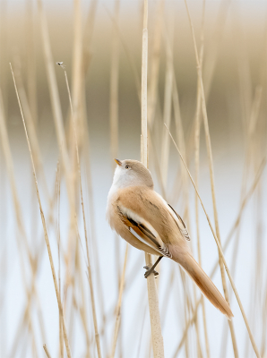 Vandaag ben ik voor het eerst naar de Marker Wadden geweest. Het wemelde er werkelijk van de Baardmannetjes. overal het bekende 'geping', maar ook wat zijn ze druk. Ze goed op de foto zetten lukte me helaas niet.
Tot er ineens, alweer bijna terug bij de boot, een vrouwtje opvallend stil zat, en zich wel goed liet fotograferen. Begrijpen deed ik het niet, tot ik zojuist thuis de foto op mijn grote scherm bekeek. Ze zit geconcentreerd naar een insect te turen, en had daardoor blijkbaar geen oog voor haar omgeving.
Het was voor mij een prachtige afsluiting van mijn dagje Marker Wadden!