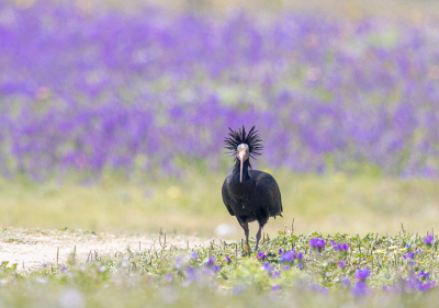 <i class='fa fa-user'></i> loek van de Leur |   Heremietibis  <i class='fa fa-eye'> 227</i>  <i class='fa fa-thumbs-up'> 3</i>   <i class='fa fa-comment-o'> 3</i>