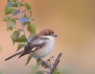 <i class='fa fa-user'></i> Alfred Berkhof |   Roodkopklauwier  <i class='fa fa-eye'> 262</i>  <i class='fa fa-thumbs-up'> 21</i>   <i class='fa fa-comment-o'> 8</i>