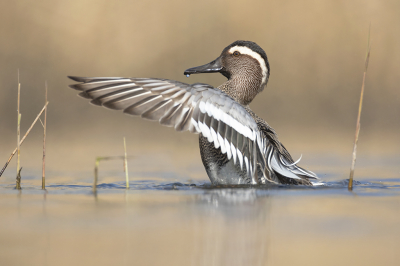 <i class='fa fa-user'></i> Luc Meert |   Zomertaling  <i class='fa fa-eye'> 373</i>  <i class='fa fa-thumbs-up'> 33</i>   <i class='fa fa-comment-o'> 10</i>