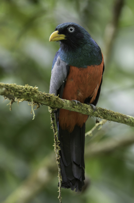 <i class='fa fa-user'></i> Paul van Giersbergen |   Blauwstaarttrogon  <i class='fa fa-eye'> 108</i>   <i class='fa fa-comment-o'> 0</i>