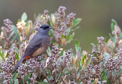 <i class='fa fa-user'></i> charlysax |   Sclaters Cotinga  <i class='fa fa-eye'> 144</i>  <i class='fa fa-thumbs-up'> 4</i>   <i class='fa fa-comment-o'> 4</i>