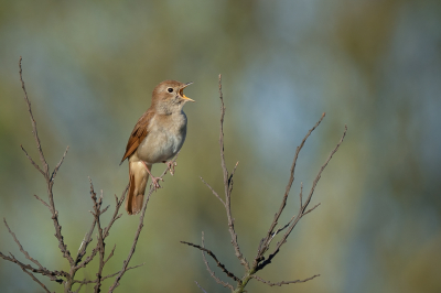<i class='fa fa-user'></i> Vincent Vuik |   Nachtegaal  <i class='fa fa-eye'> 374</i>  <i class='fa fa-thumbs-up'> 32</i>   <i class='fa fa-comment-o'> 19</i>