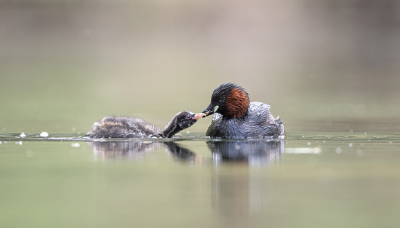 <i class='fa fa-user'></i> Luuk Haisma |   Dodaars  <i class='fa fa-eye'> 278</i>  <i class='fa fa-thumbs-up'> 23</i>   <i class='fa fa-comment-o'> 14</i>