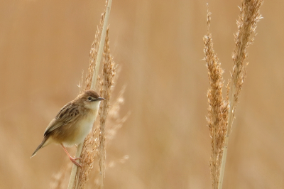 <i class='fa fa-user'></i> Rob Belterman |   Graszanger  <i class='fa fa-eye'> 175</i>   <i class='fa fa-comment-o'> 5</i>