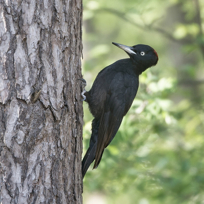 <i class='fa fa-user'></i> Hillebrand Keun |   Zwarte Specht  <i class='fa fa-eye'> 284</i>  <i class='fa fa-thumbs-up'> 15</i>   <i class='fa fa-comment-o'> 8</i>