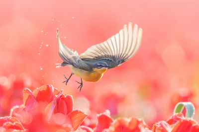 <i class='fa fa-user'></i> Katoo |   Gele Kwikstaart  <i class='fa fa-eye'> 432</i>  <i class='fa fa-thumbs-up'> 42</i>   <i class='fa fa-comment-o'> 22</i>