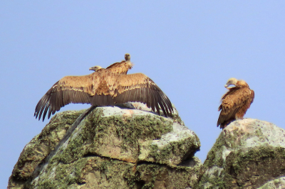 Onze laatste dag in Spanje. Op de terugreis nogmaals door de Monfraque gereden. Op de rotsen heel veel Gieren. Eigenlijk te ver voor mijn nieuwe camera Canon SX70HS  Toch maar geprobeerd. Deze Gier lande op de rots en bleef even staan met gespreide vleugels. Zelf ben ik er blij mee, maar of hij er door komt.????