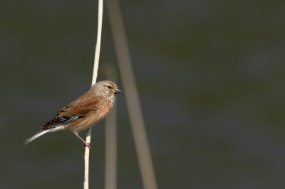 Op een winderige dag deze kneu in het riet kunnen vastleggen toen er net even iets minder wind stond.