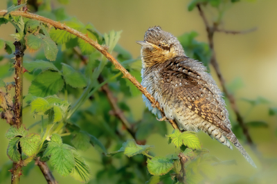 <i class='fa fa-user'></i> Peter Boltjes |   Draaihals  <i class='fa fa-eye'> 319</i>  <i class='fa fa-thumbs-up'> 22</i>   <i class='fa fa-comment-o'> 11</i>