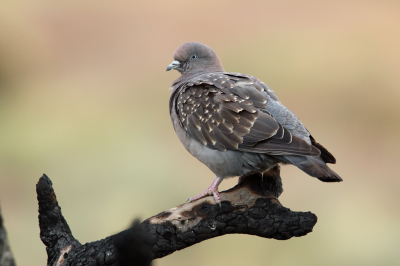 <i class='fa fa-user'></i> Martjan Lammertink |   Vlekduif  <i class='fa fa-eye'> 134</i>  <i class='fa fa-thumbs-up'> 2</i>   <i class='fa fa-comment-o'> 2</i>