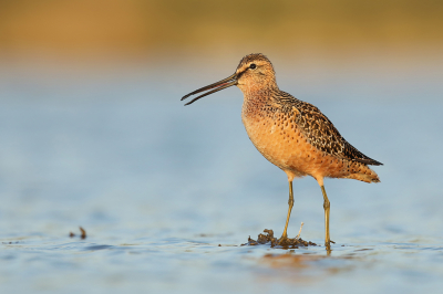 <i class='fa fa-user'></i> thijsglastra |   Grote Grijze Snip  <i class='fa fa-eye'> 474</i>  <i class='fa fa-thumbs-up'> 24</i>   <i class='fa fa-comment-o'> 13</i>