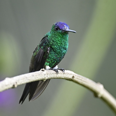 <i class='fa fa-user'></i> Ed Agter |   Blauwkapamazilia  <i class='fa fa-eye'> 97</i>   <i class='fa fa-comment-o'> 2</i>