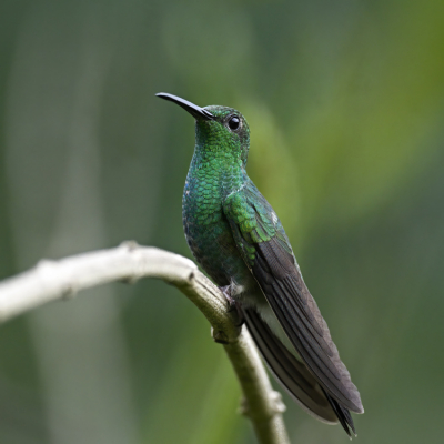 <i class='fa fa-user'></i> Ed Agter |   Buffons Pluimkolibrie  <i class='fa fa-eye'> 95</i>   <i class='fa fa-comment-o'> 0</i>