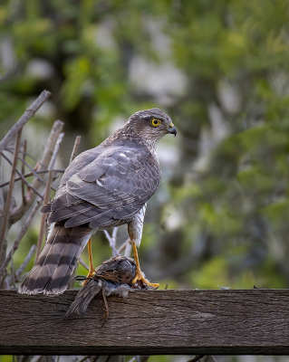 Sperwer-man heb ik vaker in de tuin zien plukken en smikkelen, maar nog niet eerder een vrouwtje. Dit keer was een van de mussen de klos. We hebben daar in het gezin een standaarduitspraak bij: sperwers moeten ook eten.